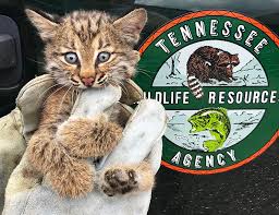 Other families in carnivora include the of the six north american cats listed below, only the bobcat, puma, and canada lynx are found in significant numbers in the united states and canada. Bobcat State Of Tennessee Wildlife Resources Agency