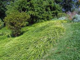 Landscaping ideas, ideas, tips and advice for landscaping. Smart Gardeners Replace Worn Out Turf With Thrifty Ground Covers Msu Extension