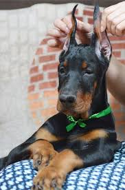 Advice from breed experts to make a safe choice. European Doberman Puppy Doberman Puppy European Doberman Puppies Doberman Pinscher Puppy