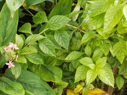 Image result for x Ruttyruspolia 'Phyllis van Heerden'