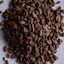 Image result for Voacanga pachyceras