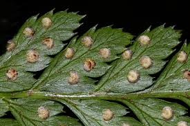 Image result for Arachniodes webbiana