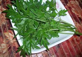 These pictures of this page are about:daun ulam Cuci Darah Dengan Ulam Raja