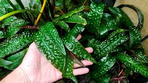 It grows mostly submersed in rivers on the philippine island guimaras. Emersed Enthusiasm 16 0009 Cryptocoryne Usteriana Bogneri