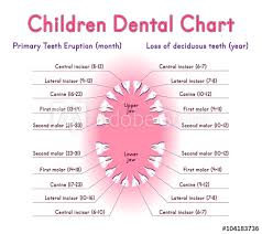 Children Teeth Anatomy Shows Eruption And Shedding Time