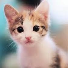 Sampai melongo gitu ya kucingnya. Wallpaper Kucing Imut Cat Mammal Small To Medium Sized Cats Whiskers Felidae 631894 Wallpaperuse