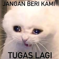 10 foto kucing sebelum dan sesudah kucing diadopsi. Bahan Stiker