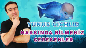Bunlari Biliyormuydunuz Yunus Baliklari Birbalikmasali Akvaryum Yunusbaliklari Youtube