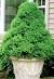 Evergreen Trees Types