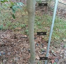 Revisiting Rootstocks