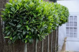 Image result for bay leaf bush foto