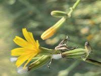 Image result for Lactuca lasiorhiza