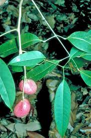 Image result for Burseraceae