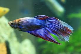 Betta Fish Care Breeding Feeding Names Diseases Etc
