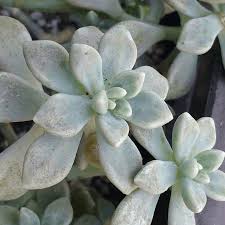 Maybe you would like to learn more about one of these? 44 Types Of Succulents With Pictures Succulent Plants Flower Glossary