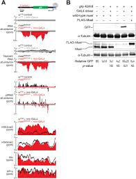 How much is 100 hryvnias grn uah to lei mdl according to the foreign exchange rate for today. Maelstrom Represses Canonical Polymerase Ii Transcription Within Bi Directional Pirna Clusters In Drosophila Melanogaster Biorxiv