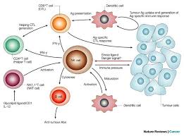 Pin On The Immune System Visual Research