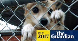 If you want the euthanizing process to be done in a veterinary office, the cost will run around $50 up to $100. Peta Says Sorry For Taking Girl S Pet Chihuahua And Putting It Down Peta The Guardian