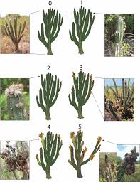 Crested cactuses inspire researchers at asu's biodesign institute to look for new ways to control, not eradicate, the disease. The Effects Of The Invasive Harrisia Cactus Mealybug Hypogeococcus Sp And Exotic Lianas Jasminum Fluminense On Puerto Rican Native Cacti Survival And Reproduction Springerlink
