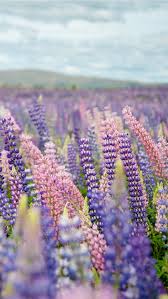 Spring flowers wallpapers mobile has 761 views. Best Spring Iphone Hd Wallpapers Ilikewallpaper