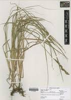 Image result for Carex conferta