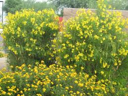 In the last week, tucson has been decked out in regal splendor with the flowering of texas ranger bushes. Yellow Bell Horticulture Unlimited