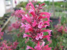 Autumn sage, cherry sage, gregg salvia. 29 Salvia Ideas Salvia Perennials Plants