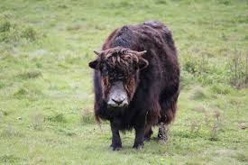 Image result for yak