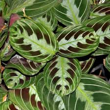 Image result for maranta