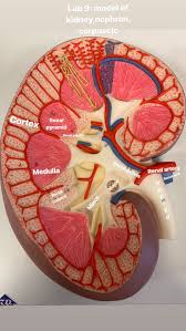 Urinary Sys Model Of Kidney Anatomy Models Labeled Anatomy Models Renal Physiology