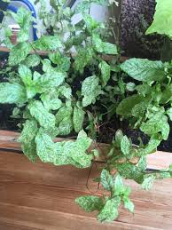 Mint Mint With White Spots On Leaves
