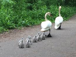 Official swans home page, lots of high quality material. Swans And Cygnets Shropshire Council Newsroom