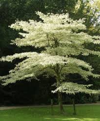 Cornouiller Tabulaire Cornus Controversa Variegata Arbres Et Arbustes D Ornement Pepinieres Meylan Shop Baume Garten Garten Bepflanzen Garten Pflanzen