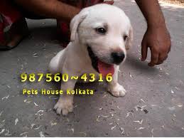 We did not find results for: Cute Little Show Quality Labrador Puppies For Sale At Jorhat Jorhat Zamroo