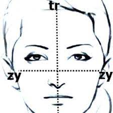 2) bottom of the nose goes to the vertical center line of the bottom half of the head. Divine Proportion Of The Face Download Scientific Diagram