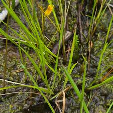 Image result for Lentibulariaceae