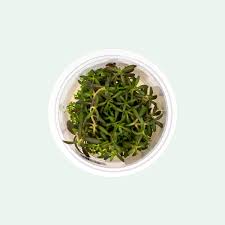 Image result for Rennera limnophila