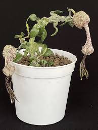 Image result for Ceropegia gracilior