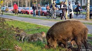 Sounders with piglets and defensive females. Wild Boars Terrorize Northern German City Of Heide News Dw 20 10 2017