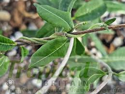 Image result for Fockea angustifolia