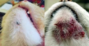 There may also be flecks of black. Peta A Twitter Cat Acne Often Just Looks Like Little Blackheads Or Whiteheads On Your Cat S Chin But It Can Get As Bad As This Luckily There Are Plenty Of Treatments Https T Co Yezo4ajrvr