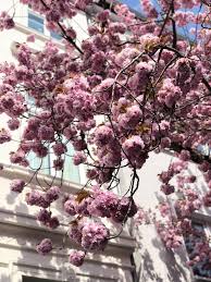 Choose one or more for your garden. How To Visit The Cherry Blossoms Trees In Bonn Hello Graciemo