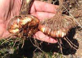 Image result for Afroqueta capensis