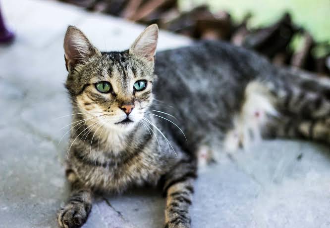 Polish institute classifies cats as 'alien invasive species'