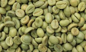 Raw arabica coffee beans related products. Wholesale Green Coffee Beans Supplier Tata Coffee