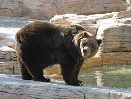 The mexican grizzly bear (ursus arctos; Extinct Mexican Silver Grizzly Bear