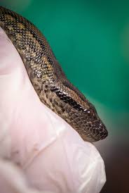 Baby Anacondas Born At New England Aquarium Without Any Male Snakes Involved New England Aquarium Anaconda Small Shark