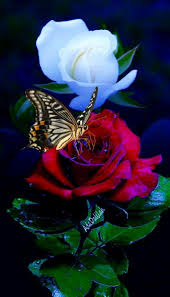 Pin By Sharon Bonneau On Roses Art Creative Montage In 2020 Beautiful Flowers Pictures Amazing Flowers Beautiful Rose Flowers