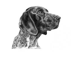 Here are 14 facts that german shorthaired pointer owners know better than anyone about these lovable dogs The German Shorthair Pointer Sketch Available In 8x10 Prints Www Gensart Net German Shorthaired Pointer Dog Art Dog Drawing