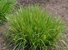 Image result for Carex petitiana